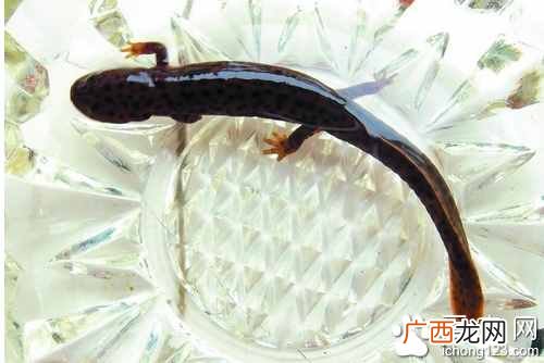 娃娃鱼吃什么?教你如何饲养娃娃鱼