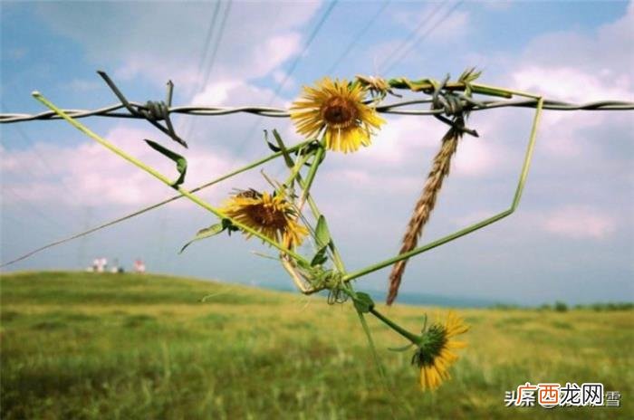 还有这样来形容太阳的 形容太阳