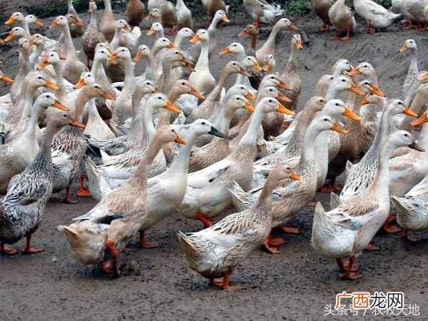 养什么赚钱？赚钱快的四大养殖推荐项目