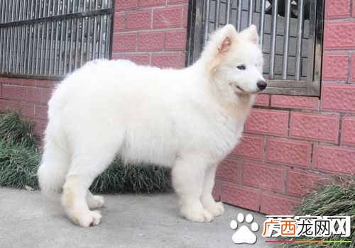 萨摩耶好养吗？萨摩耶幼犬时期并不好养