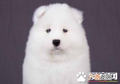 萨摩耶好养吗？萨摩耶幼犬时期并不好养