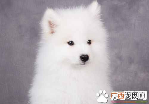 萨摩耶好养吗？萨摩耶幼犬时期并不好养