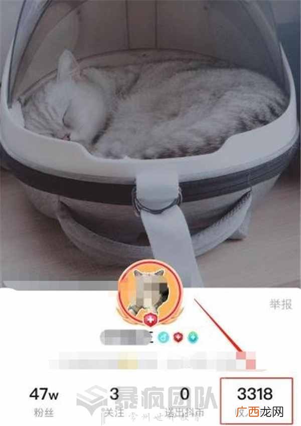 宠物赚钱？分享一些养赚钱的兼职项目