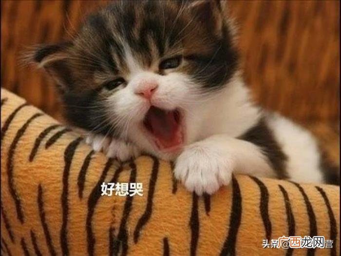 爆笑到你肚痛的笑话集 笑话大全 爆笑