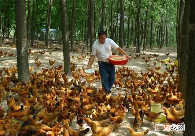养鸡赚钱？最新的养鸡盈利模式了解一下