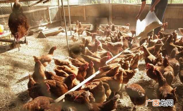 养鸡赚钱？最新的养鸡盈利模式了解一下