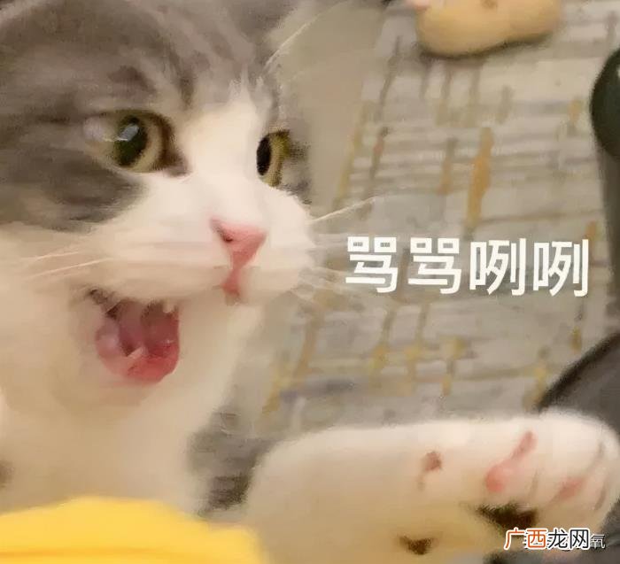 辛芷蕾撞脸，倪妮新封面撞脸辛芷蕾