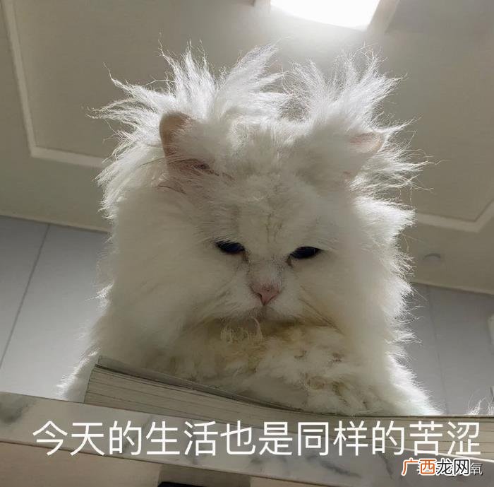 辛芷蕾撞脸，倪妮新封面撞脸辛芷蕾
