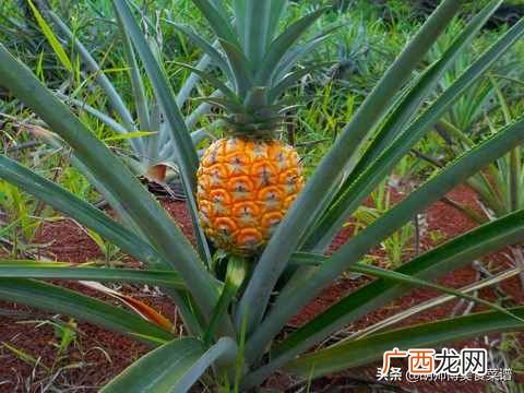 凤梨是菠萝吗？菠萝和凤梨是不是同一种水果？