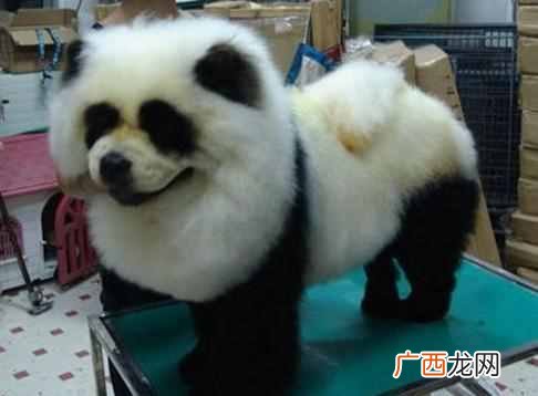 熊猫赚钱？马戏团将松狮染成熊猫赚钱