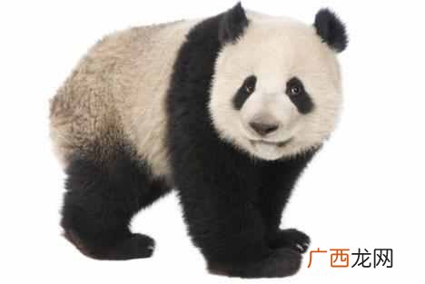 熊猫赚钱？马戏团将松狮染成熊猫赚钱