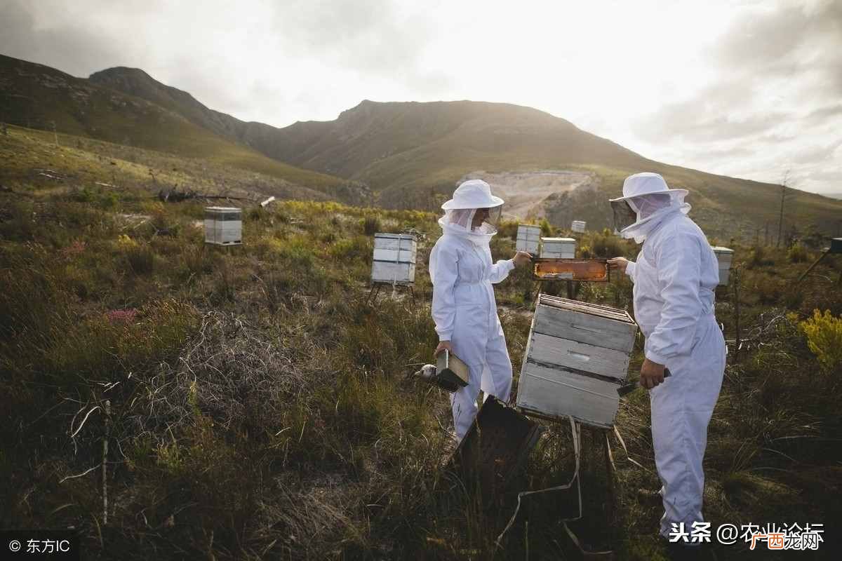 2019年农村养什么最赚钱?推荐6种兴旺的养殖产业项目