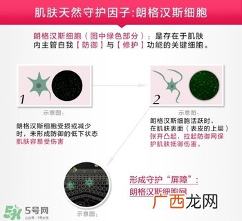 资生堂红腰子成分 资生堂红腰子功效