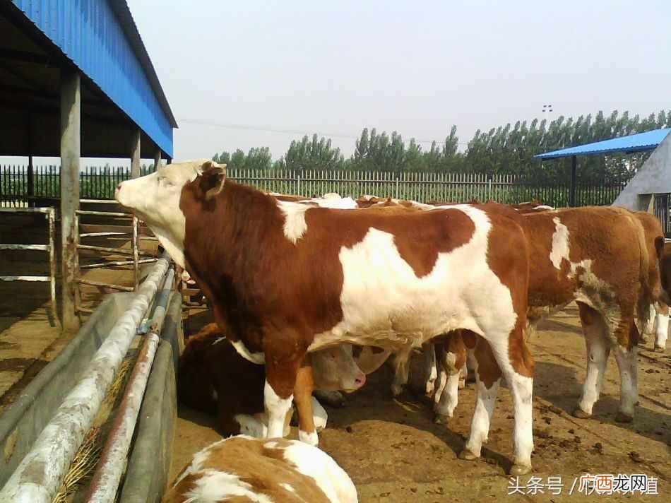 养殖赚钱吗？回农村搞养殖，可以赚钱吗？