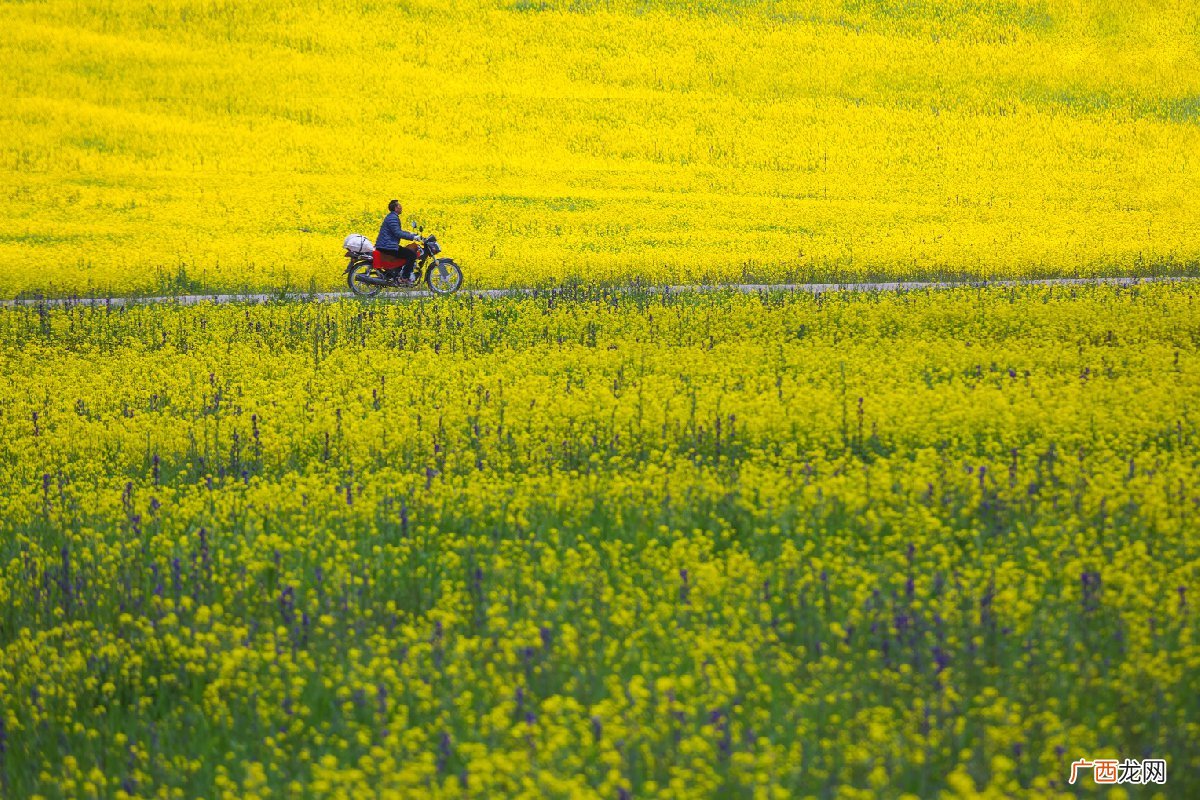 地点+花期 2022重庆永川油菜花景点