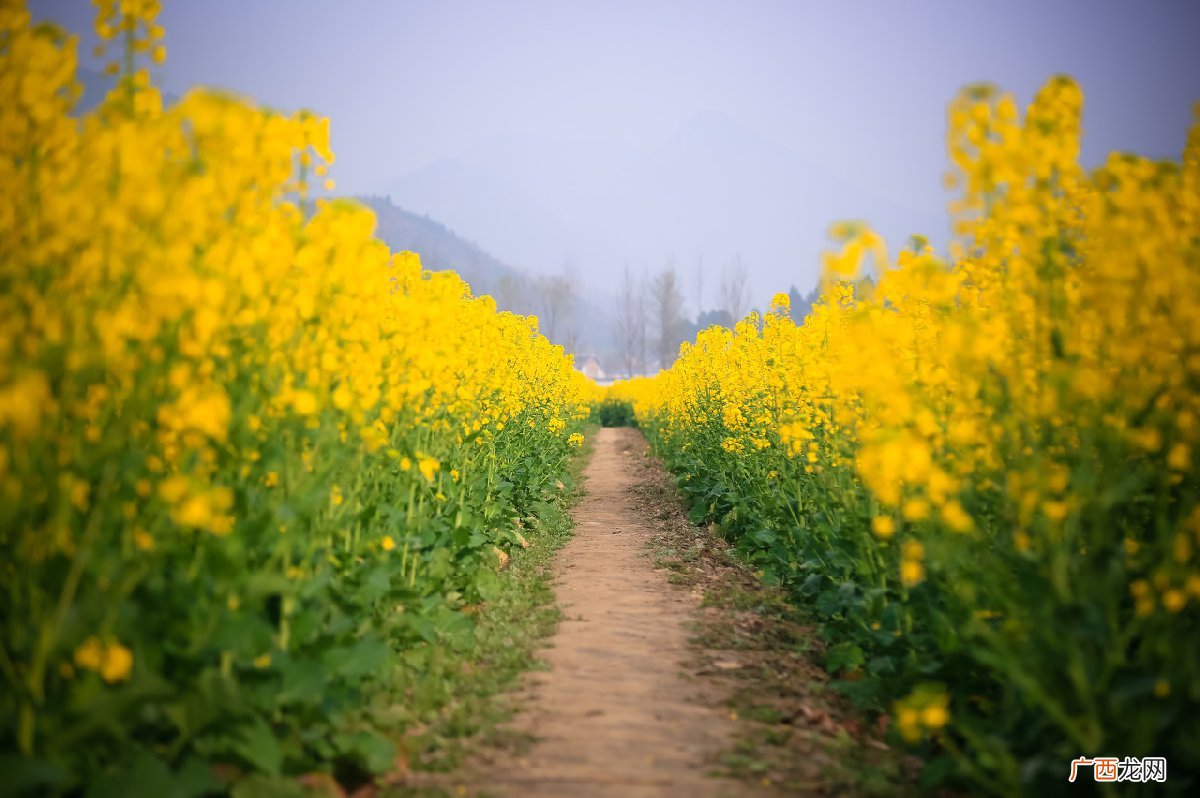 地点+路线 2022春季永川赏花的地方