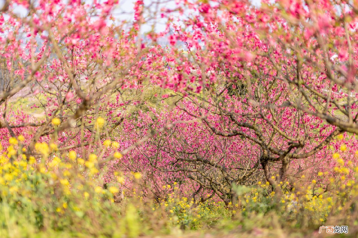 地点+路线 2022春季永川赏花的地方
