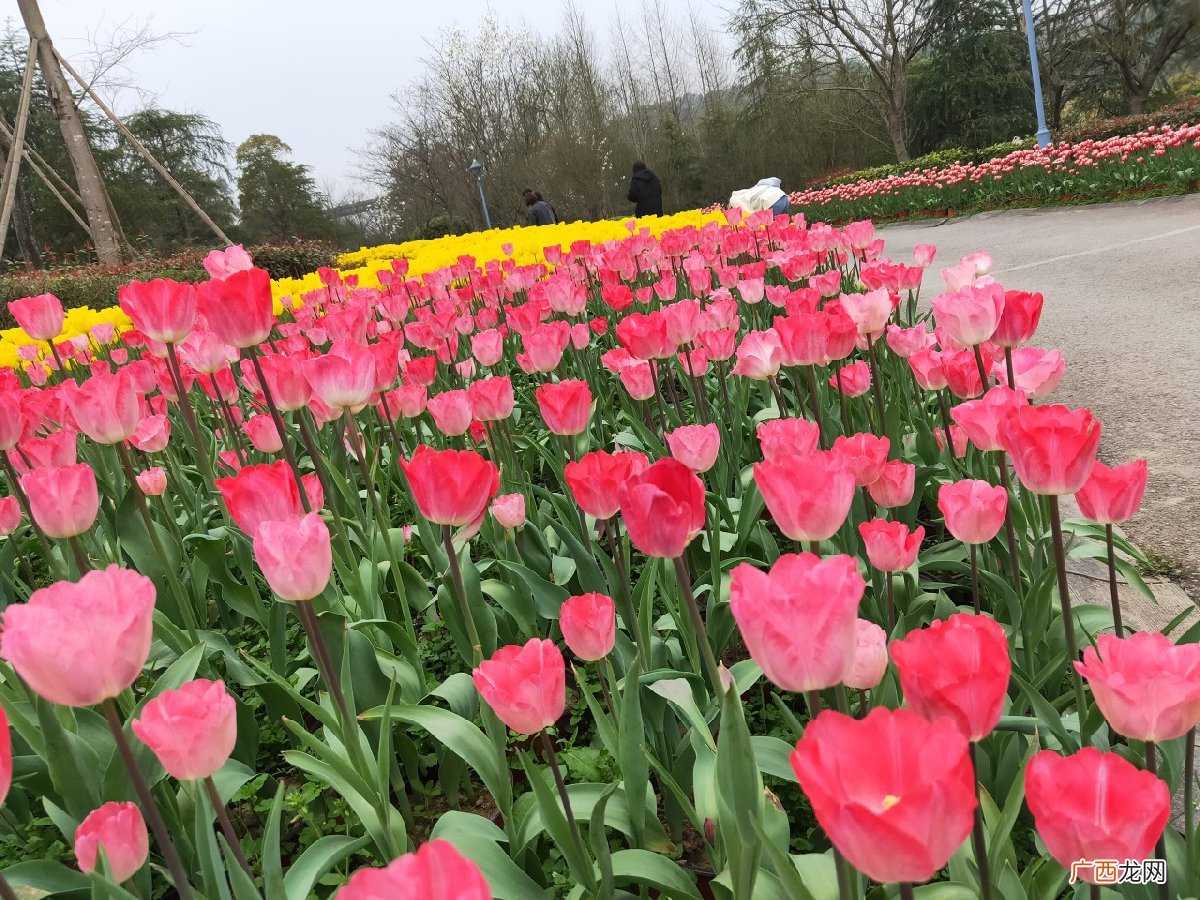 地点+花期+路线 2022重庆长寿赏花的地方