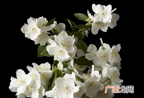 第一次约会送花指南