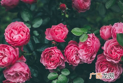 第一次约会送花指南