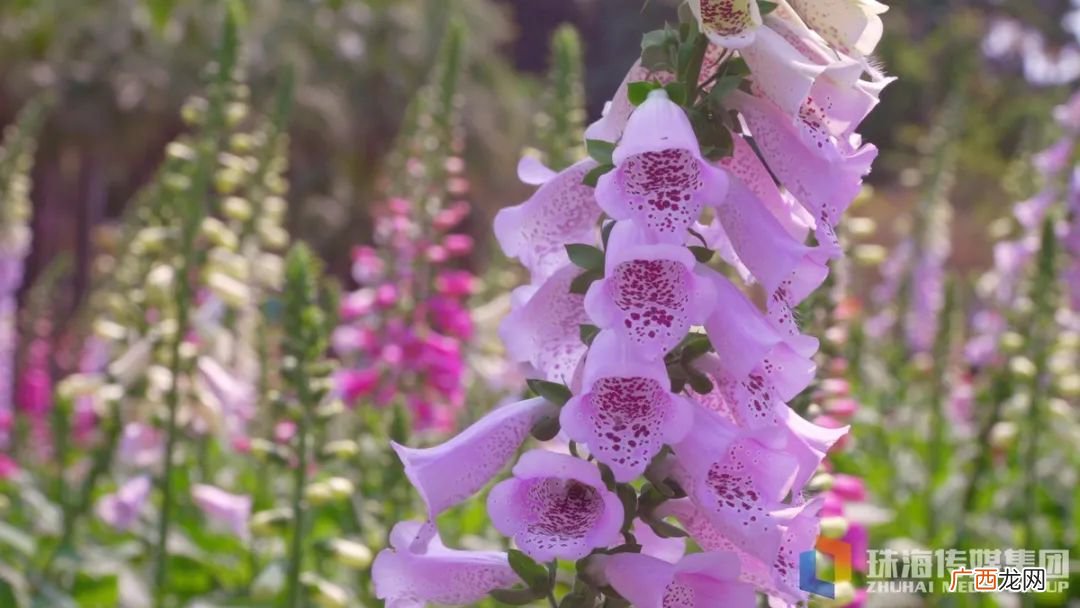 2022珠海清明节赏花好去处
