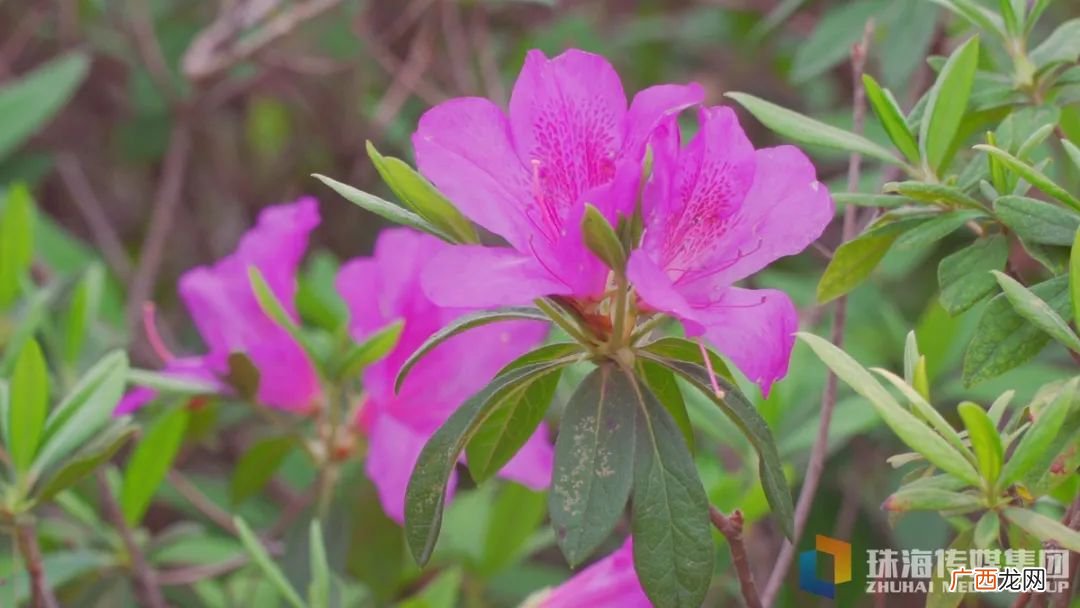 2022珠海清明节赏花好去处