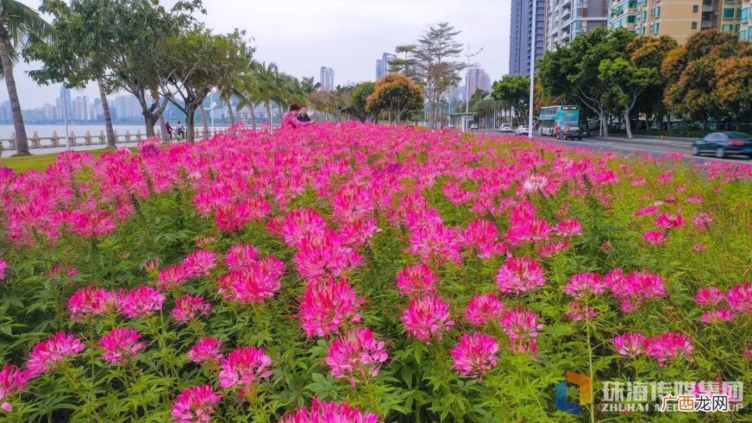 2022珠海清明节赏花好去处