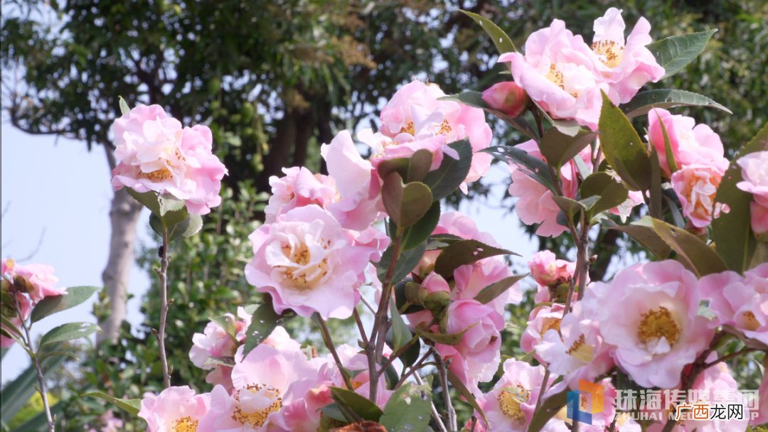 2022珠海清明节赏花好去处