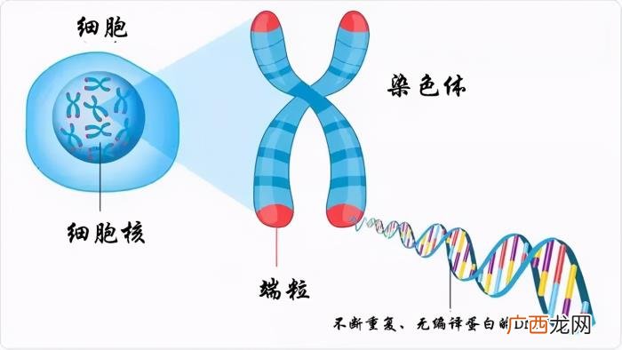 中国活到最久的是多少岁，人类的极限寿命是多少岁