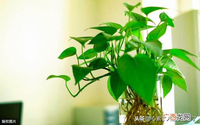 人生也是一个得与失 得与失的感悟短句