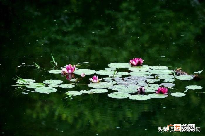一首唐诗以一语双关闻名 一语双关的经典句子