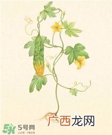 苦瓜面膜可以祛痘吗?苦瓜面膜祛痘好吗?