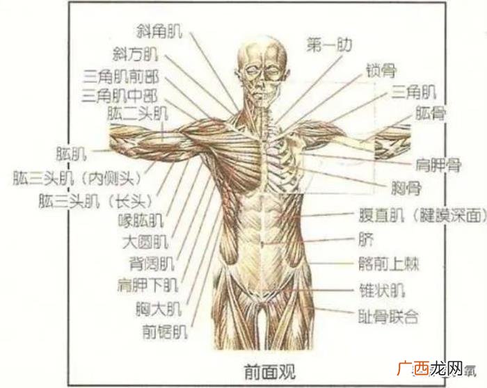 王鸥刘亦菲，刘涛、王鸥健身动作连刘亦菲、张天爱都在模仿