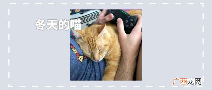 一组治愈的猫咪睡觉图片 睡觉了的图片