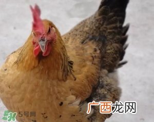 母鸡是什么牌子？无印良品为什么叫母鸡？