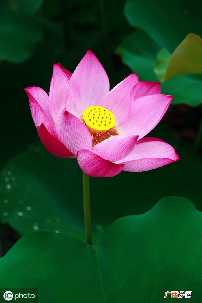 精选50句关于美德的名言 关于美的名言