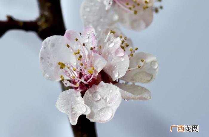 杏花吹满头—那些美丽的杏花诗词 含有杏花的诗句