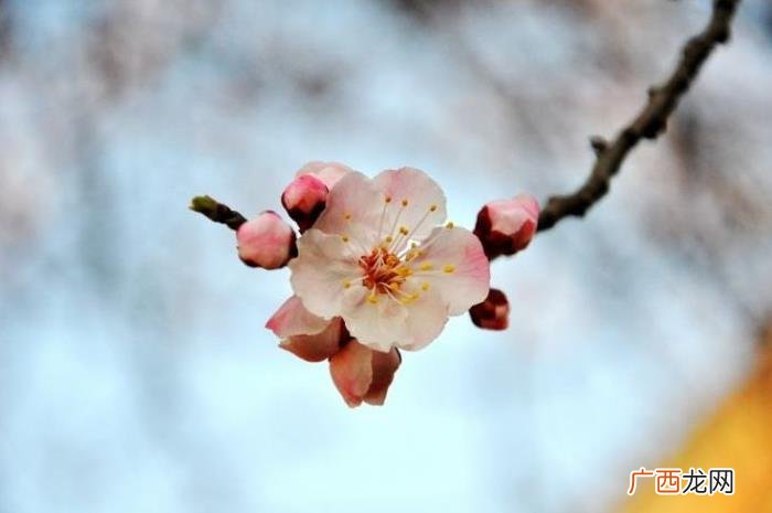 杏花吹满头—那些美丽的杏花诗词 含有杏花的诗句
