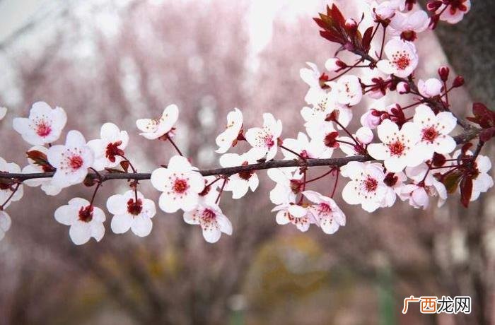 杏花吹满头—那些美丽的杏花诗词 含有杏花的诗句