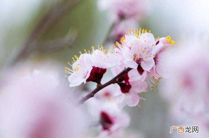 杏花吹满头—那些美丽的杏花诗词 含有杏花的诗句