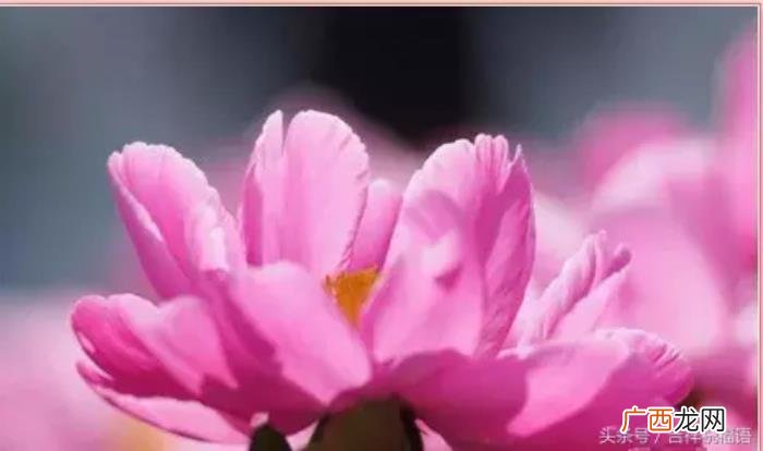 送给我亲爱的老同学们 形容同学情谊的句子