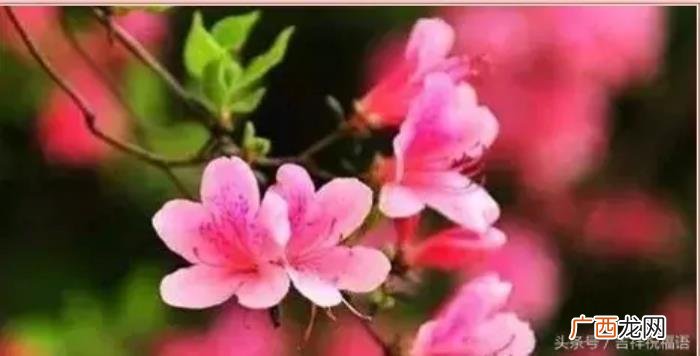 送给我亲爱的老同学们 形容同学情谊的句子