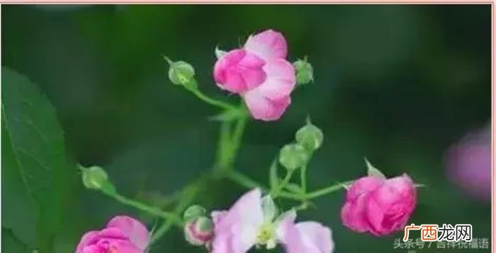 送给我亲爱的老同学们 形容同学情谊的句子