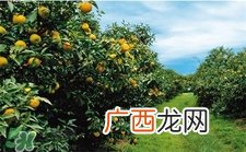 umaji是什么牌子?umaji是哪个国家的?