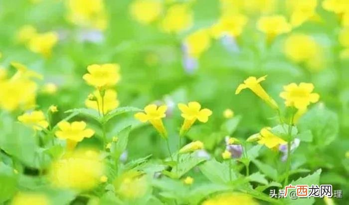 三月发朋友圈的唯美语录句子 三月心情说说唯美句子