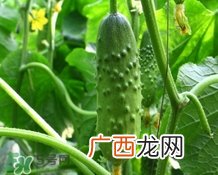 黄瓜敷脸可以美白吗？黄瓜敷脸美白效果好吗？