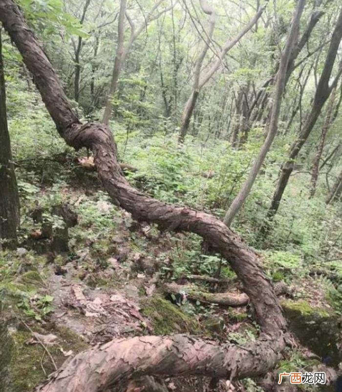 野生猕猴桃，秦岭现至今最粗、最大野生猕猴桃树王