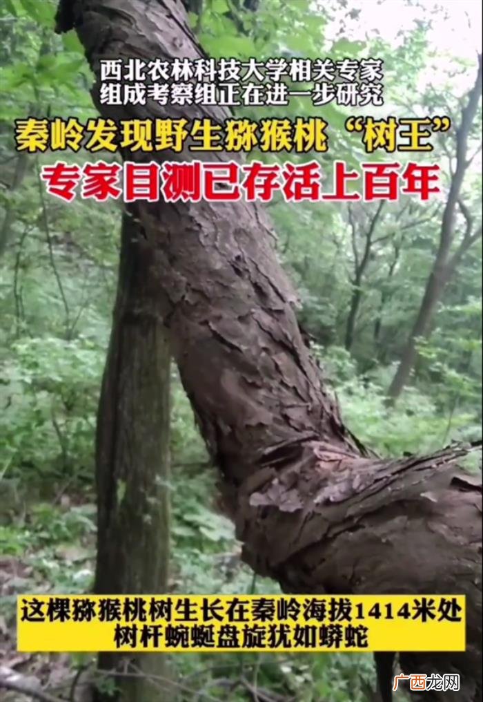 野生猕猴桃，秦岭现至今最粗、最大野生猕猴桃树王