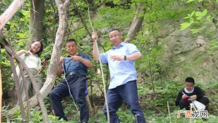 野生猕猴桃，秦岭现至今最粗、最大野生猕猴桃树王