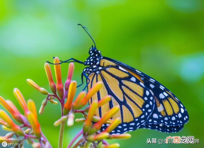这是关于孤独最好的诠释 孤独的最高境界一句话